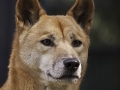 Dingo