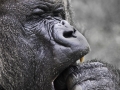 Gorilla Silverback