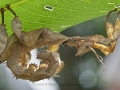 Stick insect