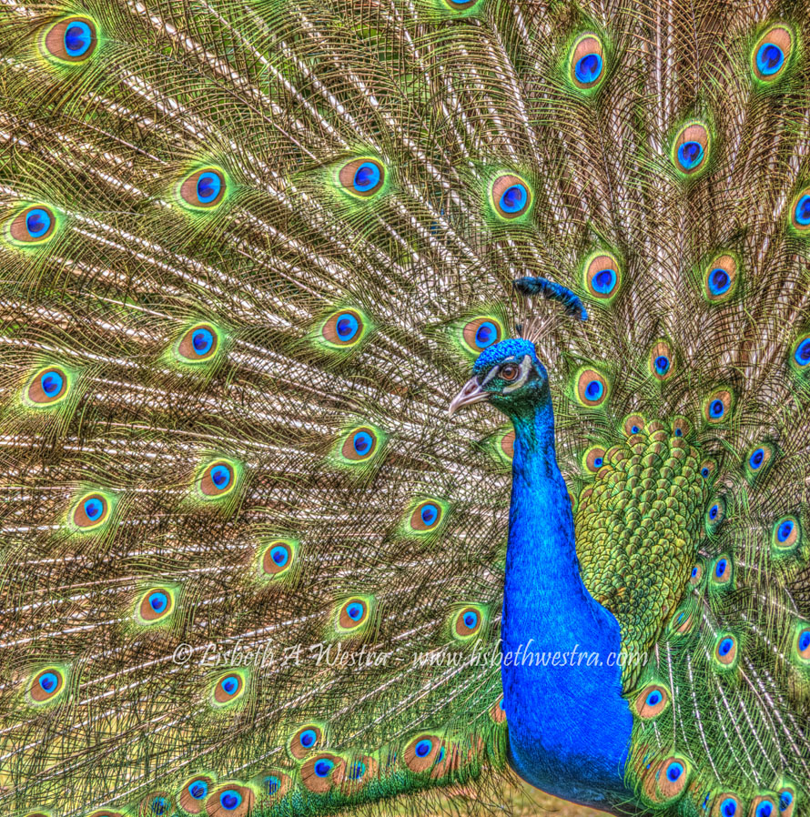 Indian Peafowl - Pavo cristatus Intro - Peacock