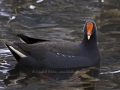 Dusky Moorhen
