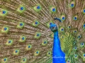 Indian Peafowl - Pavo cristatus Intro - Peacock