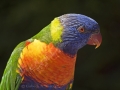 Rainbow-Parikeet