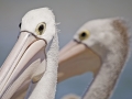 Tuross-Pelicans-2