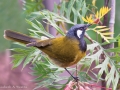White-eared-Honeyeater-3