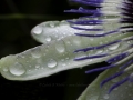 Leaf w drops