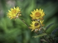Paper Daisy