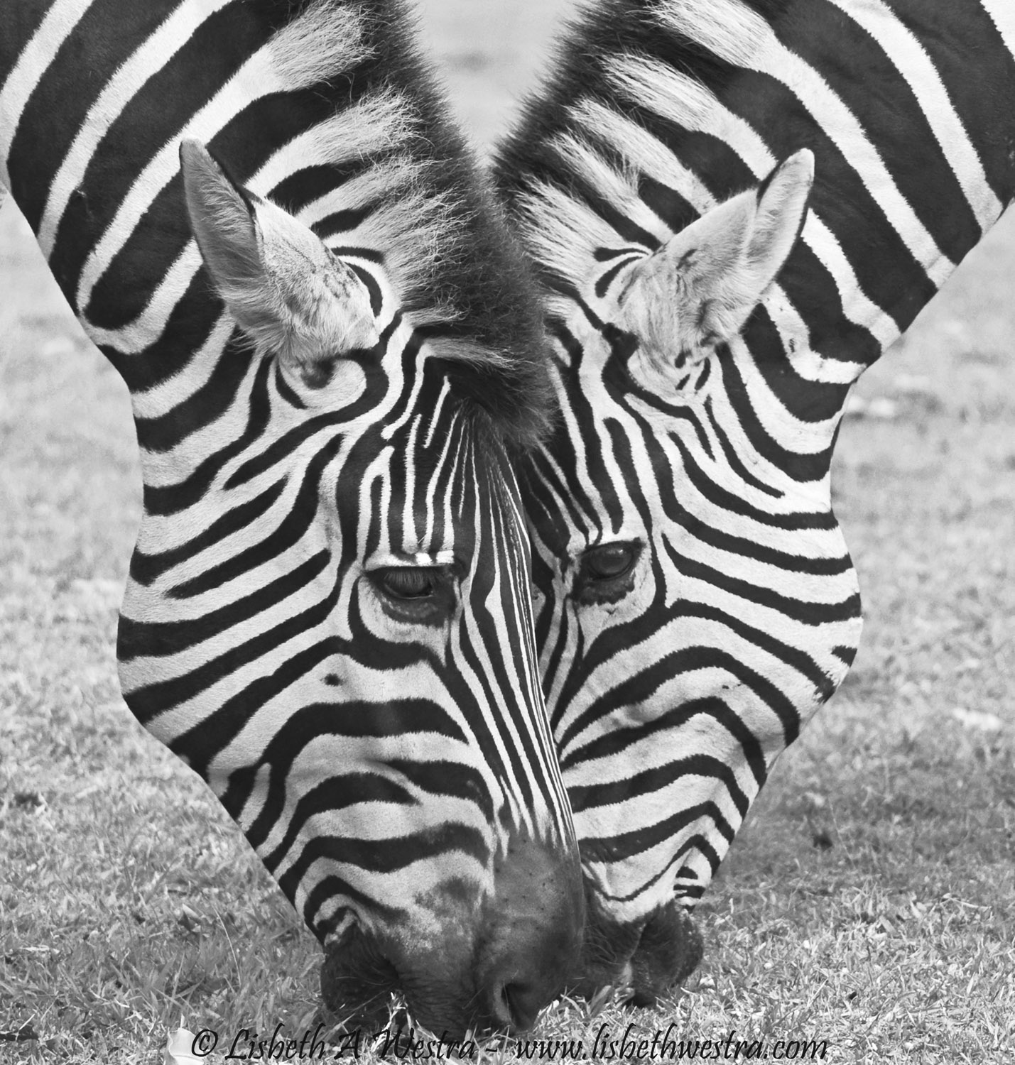 Two Zebras