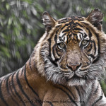 Tiger / Panthera tigris