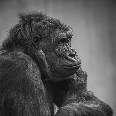 Contemplating by Lisbeth A Westra