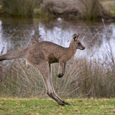 eastern Grey Kangaroo