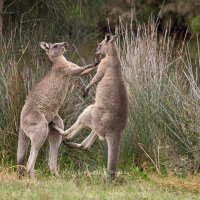 Eastern Grey Kangaroos Fighting