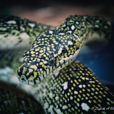 Carpet snake - python
