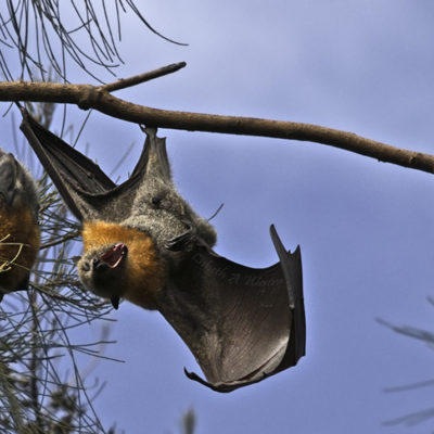Mega Bats/Fruit Bats