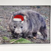 Waving Joey - Image 6
